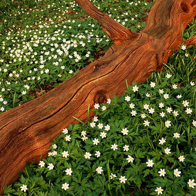 Wood Anemones, Anemone nemorosa. Keith Laban Photography