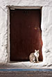 Essaouira - Life in the Medina. Cat Step.