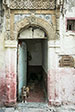 Essaouira - Life in the Medina. Dog Step.