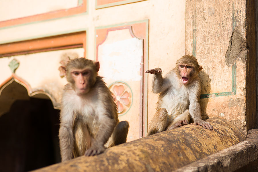 Jaipur, Rajasthan, India