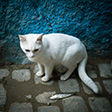 Morocco 2