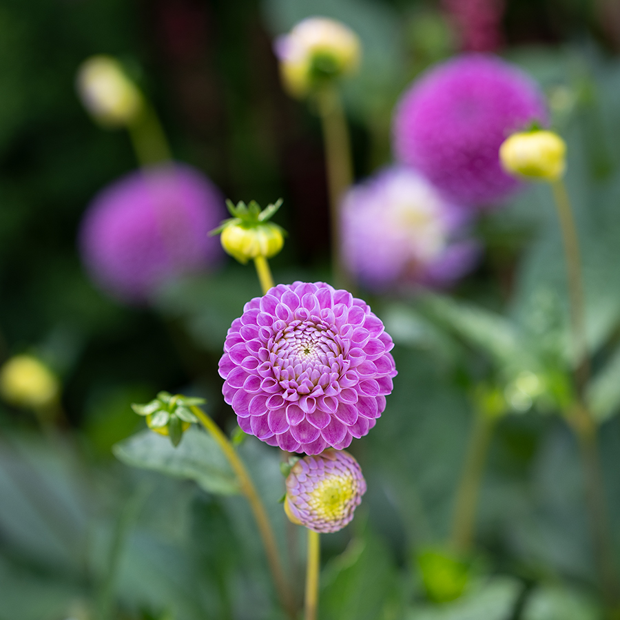 Flora. Pompon Dahlia sp. Photographs by Keith Laban