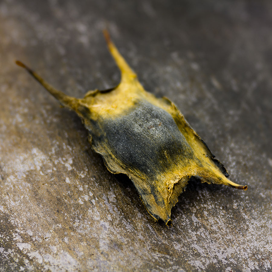 Dark Times. Slither.