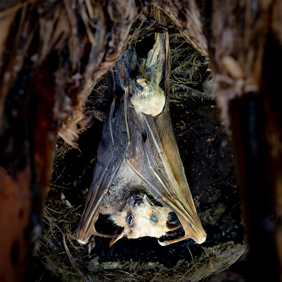 Dark Times. Covid-19