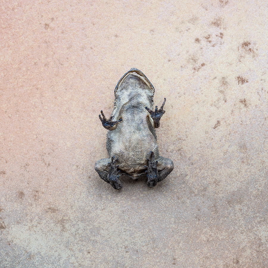 Dark Times 2. Belly Up