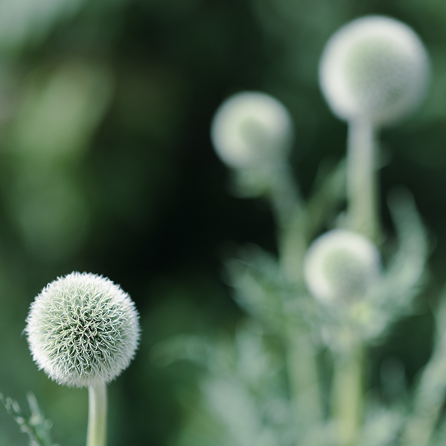 Flora. Echinops sp. Photographs by Keith Laban