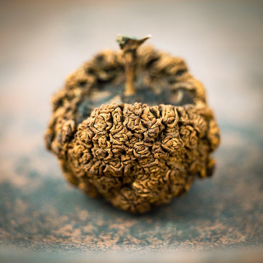 Flora Mortua_Maclura pomifera. Photographs by Keith Laban.