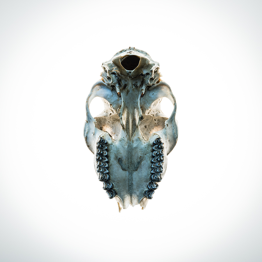 Dark Times 3. Alien Species